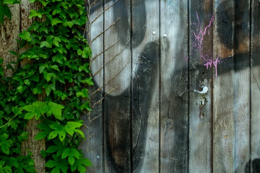 Old wooden door with green ivy. photo