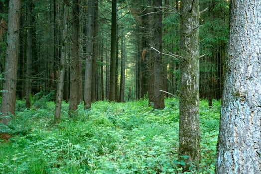 A dense coniferous forest. Beautiful forest landscape. photo