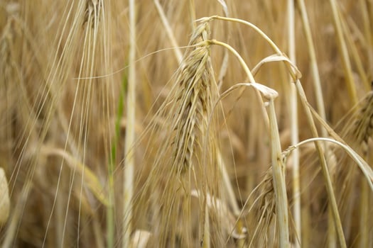 Wheat field at summer. Close up. Wheat background. photo