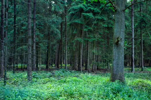 A dense coniferous forest. Beautiful forest landscape. photo