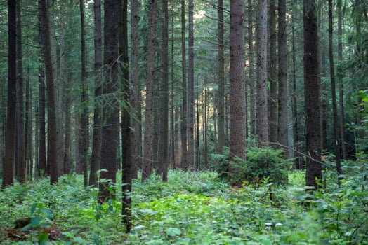 A dense coniferous forest. Beautiful forest landscape. photo