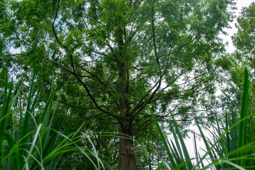 A big green tree. Summer nature. photo
