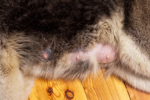 Close-up of nursing dog nipples. Tits of the dog photo