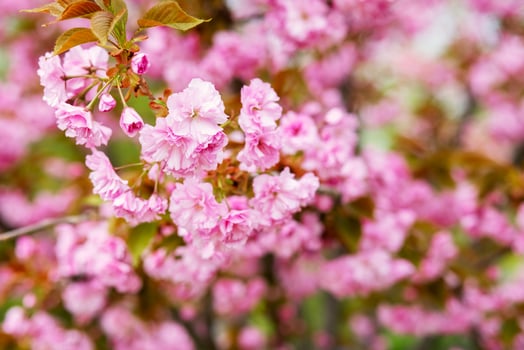 Sakura. Cherry blossoms japan. Pink spring blossom background photo