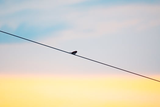 Lonely Bird on Power Line photo