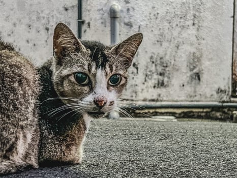 Curious Cat Exploring Urban Mysteries photo