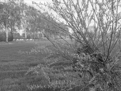 weseke in westphalia photo