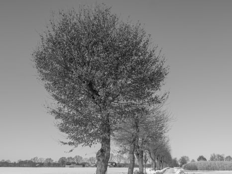 the german muensterland photo