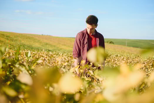 Agronomist inspecting soya bean crops growing in the farm field. Agriculture production concept. young agronomist examines soybean crop on field in summer. Farmer on soybean field photo