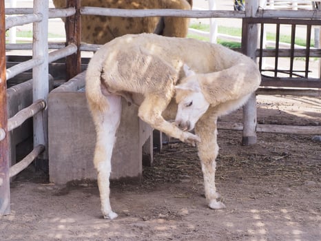 Alpaca in Lima zoo Peru. photo