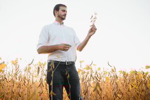 farmer agronomist in soybean field checking crops before harvest. Organic food production and cultivation. photo