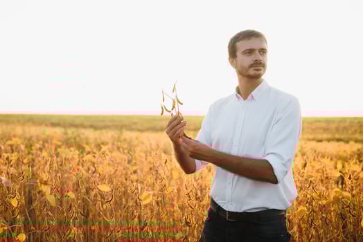 farmer agronomist in soybean field checking crops before harvest. Organic food production and cultivation. photo
