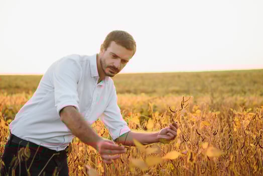 Agronomist inspecting soya bean crops growing in the farm field. Agriculture production concept. young agronomist examines soybean crop on field in summer. Farmer on soybean field photo
