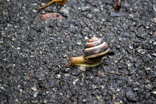 Snail crawling on asphalt after rain. Wild nature close up. photo