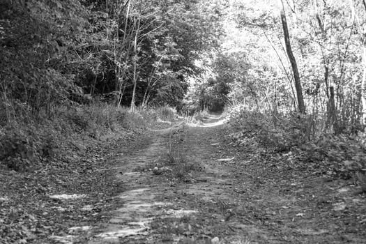 Photography on theme beautiful footpath in wild foliage woodland photo