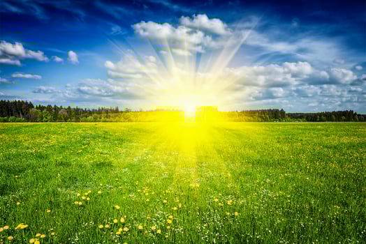 Summer green field meadow with sun photo