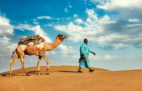 Cameleer camel driver with camels in Rajasthan, India photo