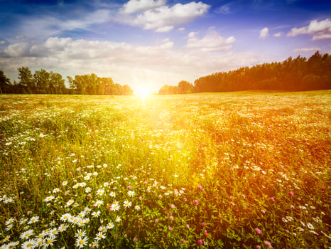 Summer blooming meadow field photo