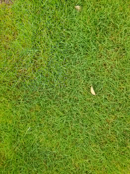 Natural grass top view suitable for graphic design background or wallpaper photo
