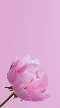 Pink Background texture simple pattern - 72 photo