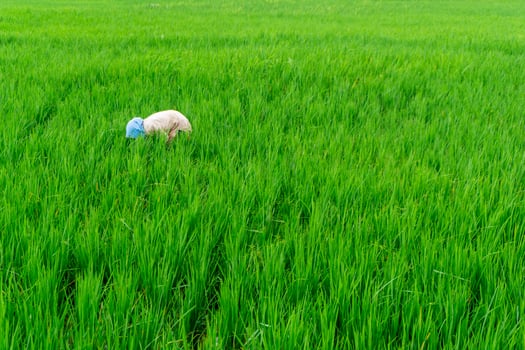Agriculture worker work in rice field. A moslem woman planting rice in the farm. lush green rice paddy field in rural Indonesia photo