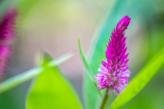 Tropical macro pink purple flowers deciduous shrub. Fixed exotic flowers in jungle forest. Ornamental garden with bright blurred foliage. Bright pink colored gorgeous bloom photo