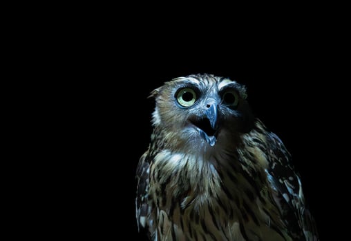 The Malay Fish Owl in the dark photo