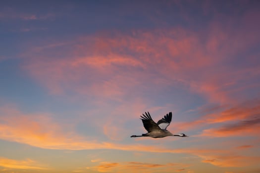 Cranes fly in the sky at sunset. Migratory birds on the Darss. Wildlife photo