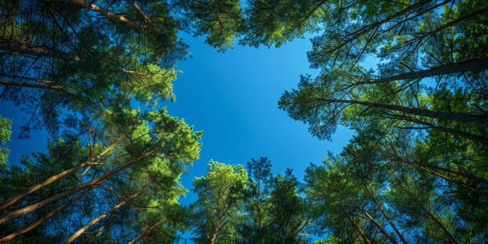 AI generated Pine forest with blue sky background. Pine tree forest view from below photo