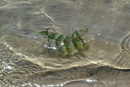 The seaweed underwater, close up. photo