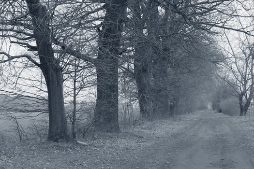 simple nature photo