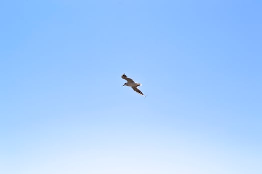 The gull is flying in the sky. photo