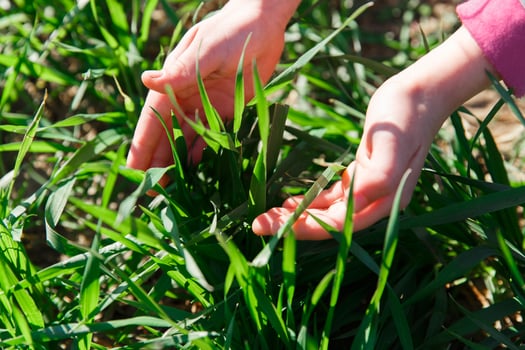 spring grass on the field, green grass, grass grows on the field, field in spring photo