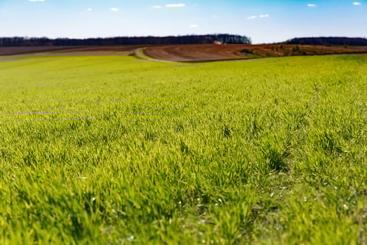 spring grass field and mountains, beautiful background, green grass, beautiful sky over the field photo