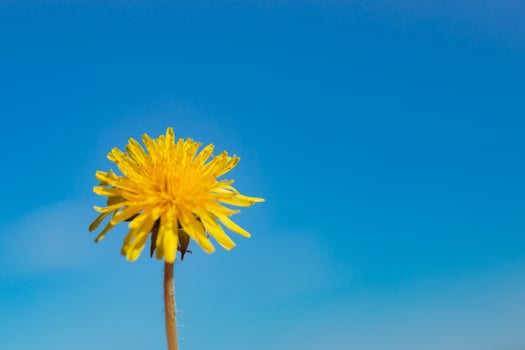 yellow dandelion against the sky, dandelion in hand against the sky, yellow dandelion in spring. Spring flowers. Beautiful background. photo