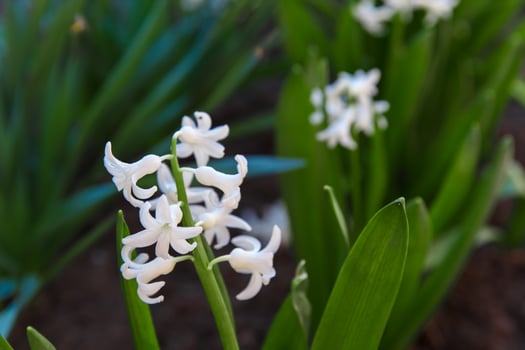 flowers in a flower bed, flowers bloom in spring, flowers in spring, flower bed photo