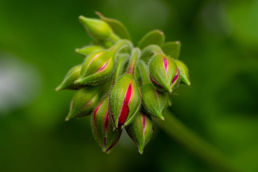 Semi-blooming geranium buds on a green background close-up photo