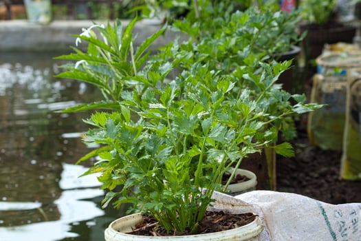 celery leaf plant, green and fresh. often used as an additive to food. provides a fresh taste and aroma isolated on blur background Apium graveolens photo