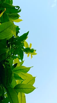 fresh foliage plant growth with Low angle view of plants against clear sky photo