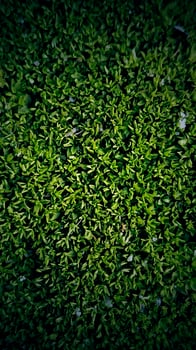 Green grass field background close up photo