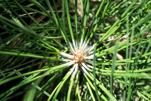 Pine needles background. photo