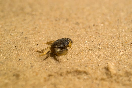 The crabs on a sand. Macro shot. photo