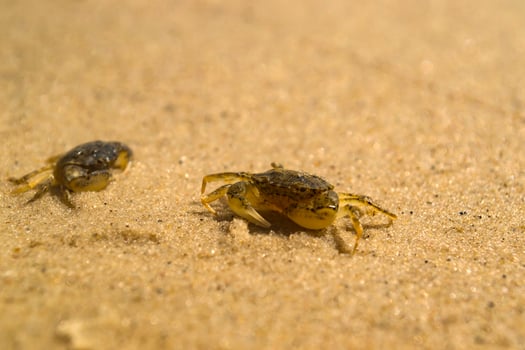 The crabs on a sand. Macro shot. photo