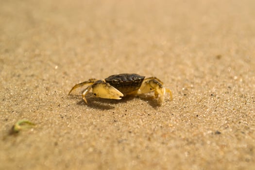 The crabs on a sand. Macro shot. photo