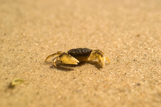 The crabs on a sand. Macro shot. photo