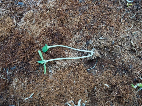 seeding and young plant with long root growup in soil photo