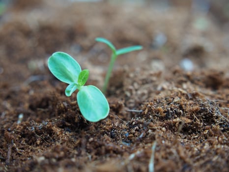 seeding and young plant with long root growup in soil photo