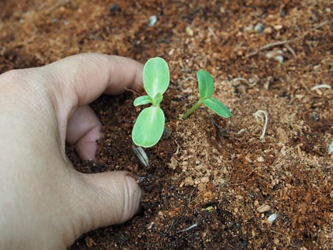 seeding and young plant with long root growup in soil photo