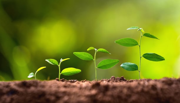 series of small green plants are growing in dirt photo