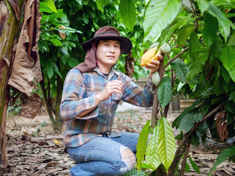 Cocoa farmer use pruning shears to cut the cocoa pods or fruit ripe yellow cacao from the cacao tree. Harvest the agricultural cocoa business produces. photo